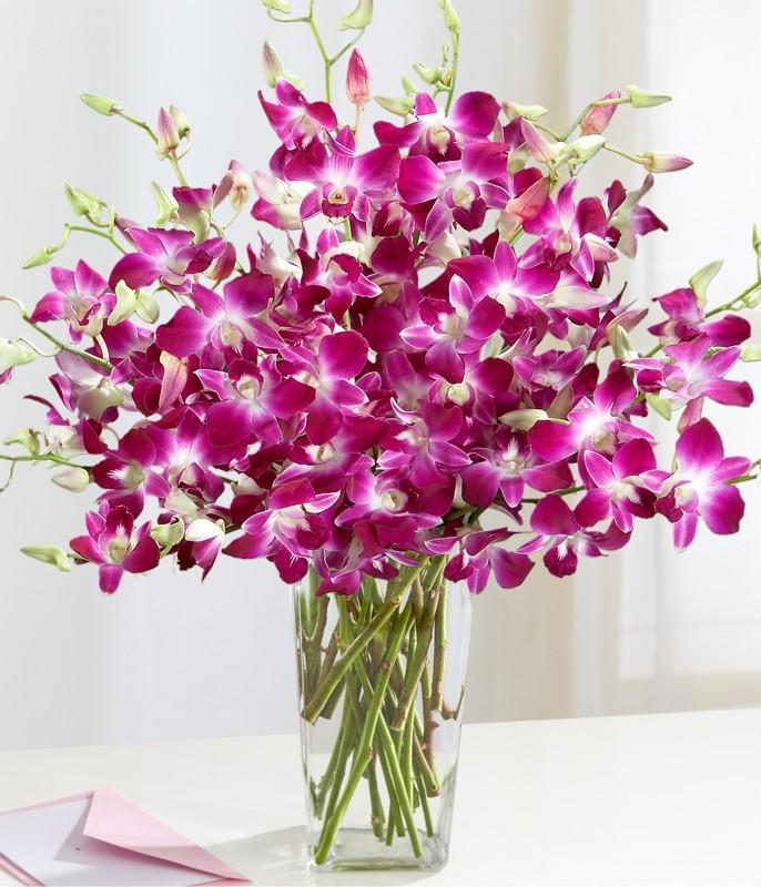 Purple Love