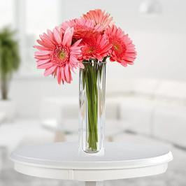 Sweet Gerberas