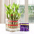Sweet Green Surprise- - from Best Flower Delivery in India -This Beautiful Plants combo consists of Two Layer Lucky Bamboo Plant (Height approx 6-8 inches) nicely arranged in a glass vase 5 Cadbury Dairy Milk Chocolates (13 gms) Note: While we always strive to ensure that products are accurately represented in our photographs, from season to season and subject to availability, our florists may be required to substitute one or more flowers for a variety of equal or greater quality, appearance and value. Also for cakes, Actual design and arrangement might differ based on chef, seasonal elements and ingredient availability. 