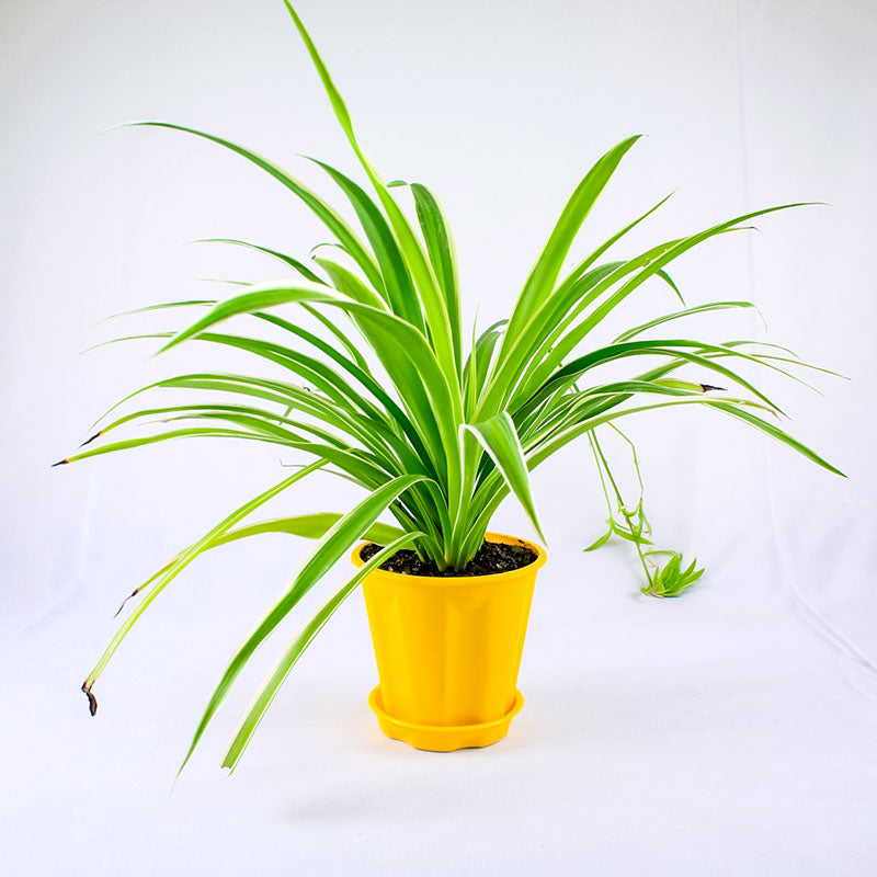 Spider Plant Surprise Gift - for Online Flower Delivery In India 