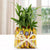 Wish With Choco N Good Luck- Best Flower Delivery in Category | Combos | Plants Combo -This Beautiful Plants combo consists of Two Layer Lucky Bamboo Plant (Height approx 6-8 inches) nicely arranged in a glass vase surrounded by 12 Five Star chocolates (10 gms) Note: While we always strive to ensure that products are accurately represented in our photographs, from season to season and subject to availability, our florists may be required to substitute one or more flowers for a variety of equal or greater quality, appearance and value. Also for cakes, Actual design and arrangement might differ based on chef, seasonal elements and ingredient availability. 