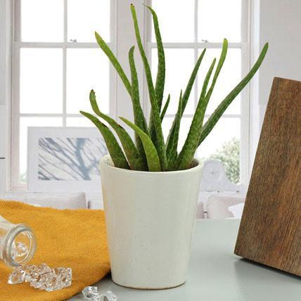 Aloe Vera Gift