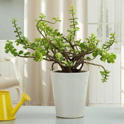 Beautiful Jade Plant