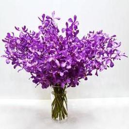 Lavender Orchids