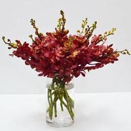Red Mokara Orchids