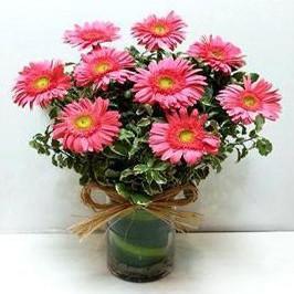 Light Pink Gerbera - for Flower Delivery in India 