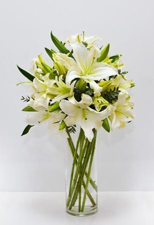 White Stargazer Lilies
