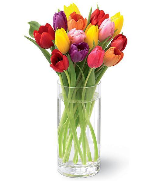 Colorful Tulip