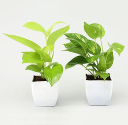 Plants