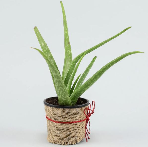 Aloe Vera Plant Gift For Grandparents
