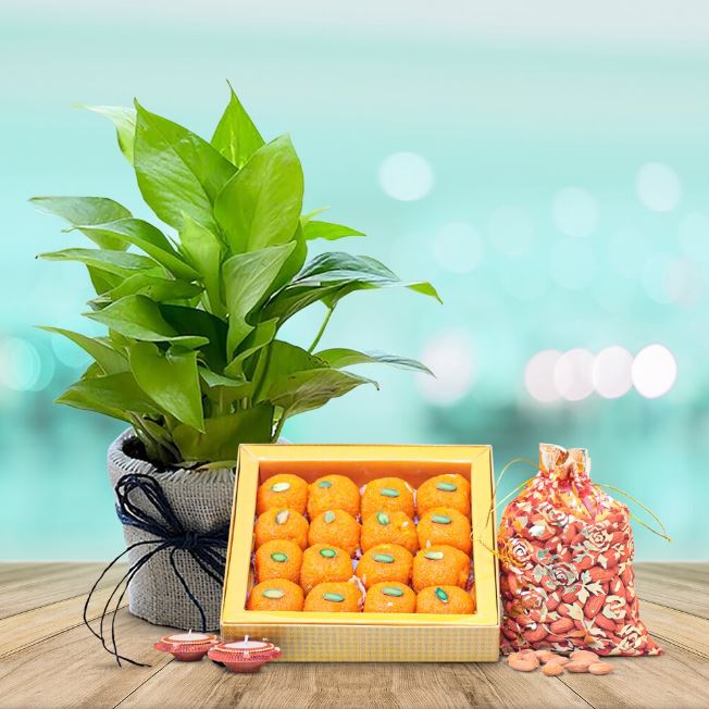 Money Plant And Sweet Treat