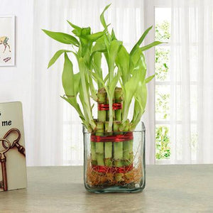 Good Luck Plant
