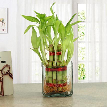 Good Luck Plant