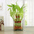 Good Luck Plant- - from Best Flower Delivery in India -This environment friendly gift contains: 2 Layer Lucky Bamboo plant 4 x 4 Square glass vase Note: All live plant gifts will be delivered on the same day. In some cases, the plant may get delivered the next day. Also, this gift is available for delivery in Bangalore city only. 