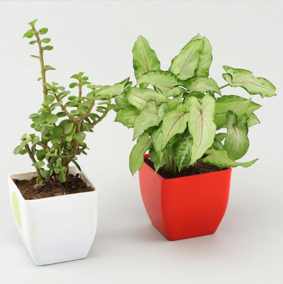 Plant Gifts For Mothers Day