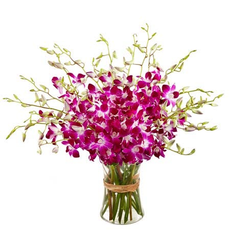 Let Beauty Bloom