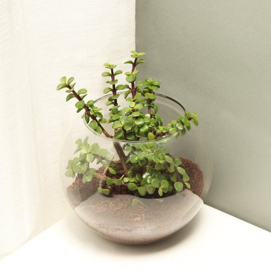 Jade Plant For Teachers Day - for Midnight Flower Delivery in India 