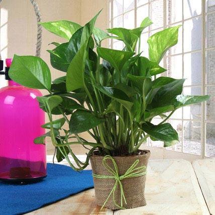 Money Plant Gift - for Online Flower Delivery In India 
