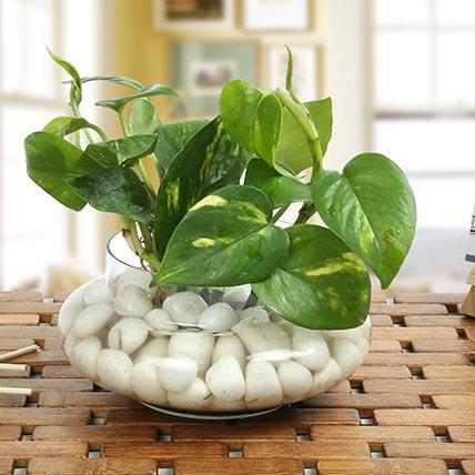 Moneyplant In Glass Bowl
