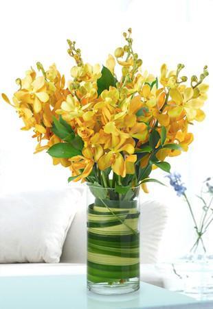Yellow Orchids