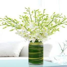 White Orchids