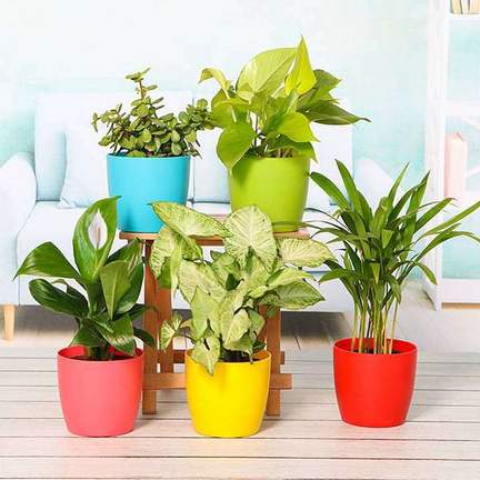 Marvelous Plant Combo Gift For Grandparents