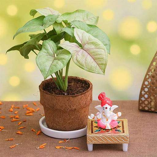 Cute Ganesha Murti With Sansevieria