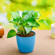 Plants