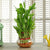 Pot Of Luck- - Send Flowers to India -This environment friendly gift contains: 3 Layer Lucky Bamboo plant Round glass vase Note: All live plant gifts will be delivered on the same day. In some cases, the plant may get delivered the next day. Also, this plant gift is available for delivery in Bangalore city only. 