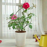 Rose Plant