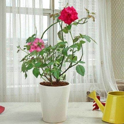 Rose Plant