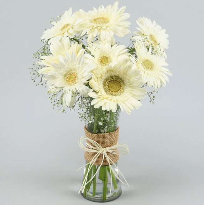 White Gerberas