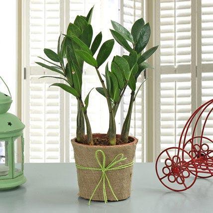 Zamioculcas Plant